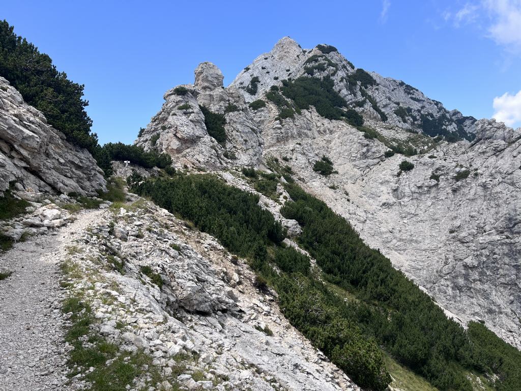 Raponzolo....